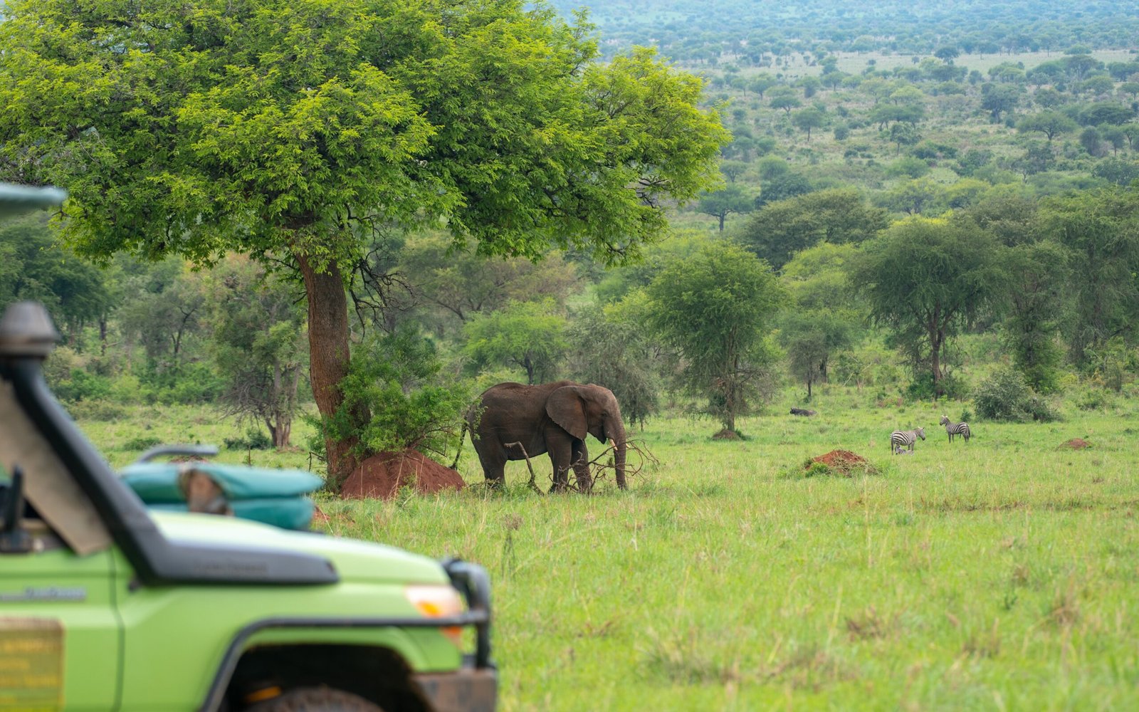 Game drives Uganda safari tours