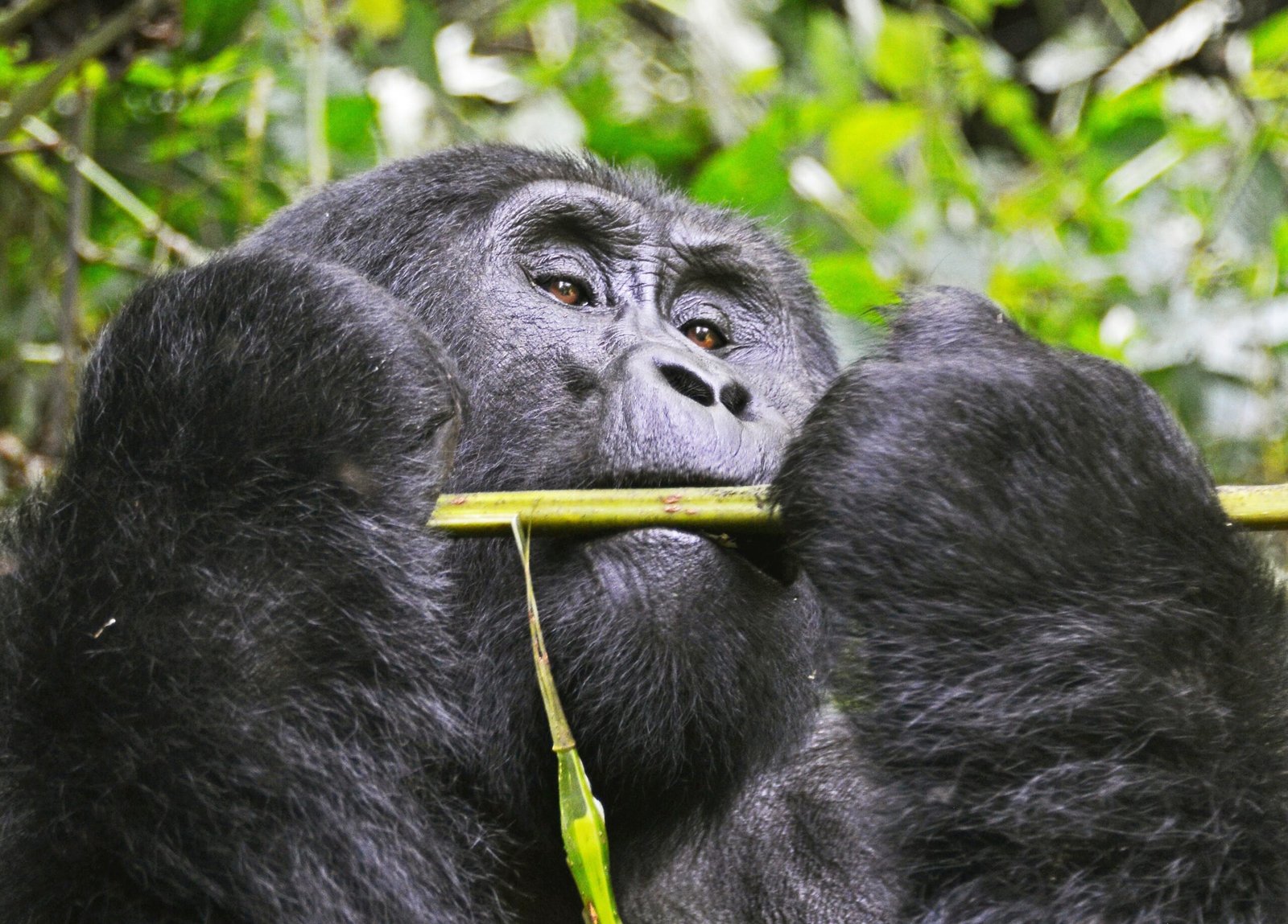 gorilla trekking Uganda safari tours