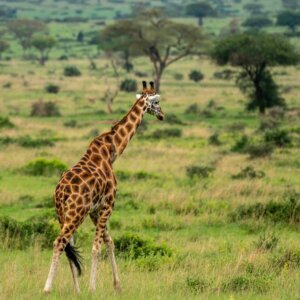 3 Day Murchison Falls Uganda Safari