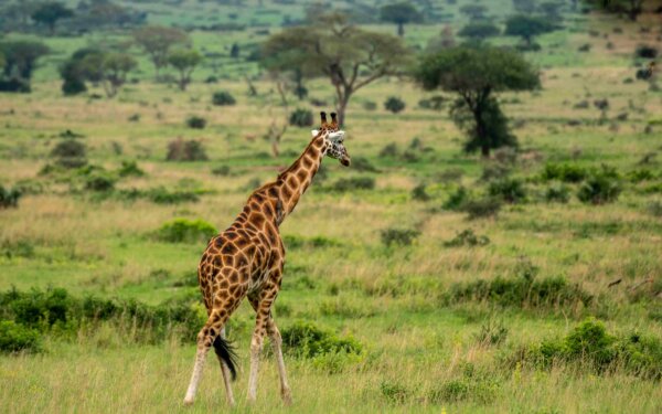 3 Day Murchison Falls Uganda Safari scaled