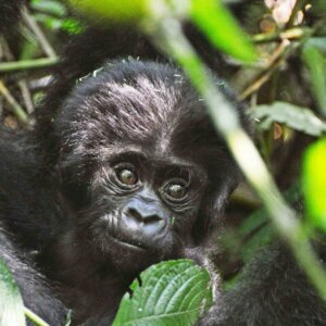 3 Day Uganda Gorilla Safari
