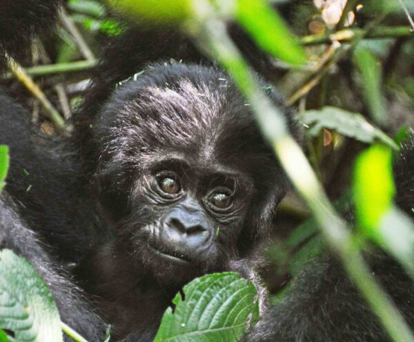 3 Day Uganda Gorilla Safari scaled