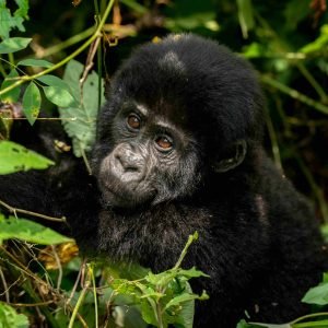 3 day gorilla trekking uganda