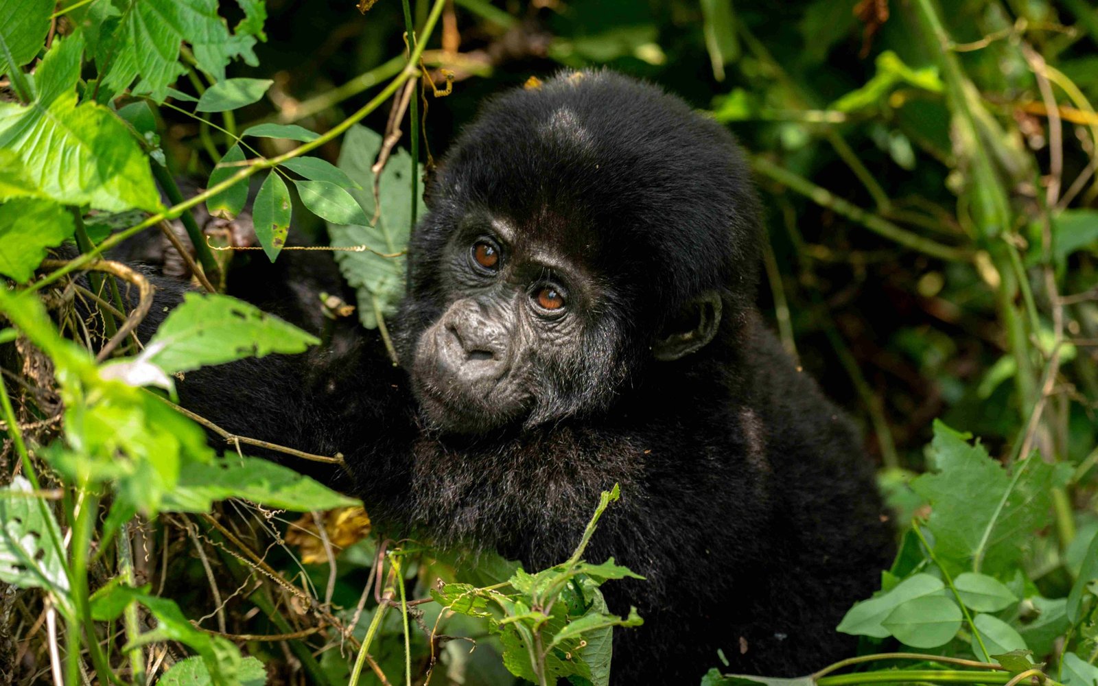 3 day gorilla trekking uganda