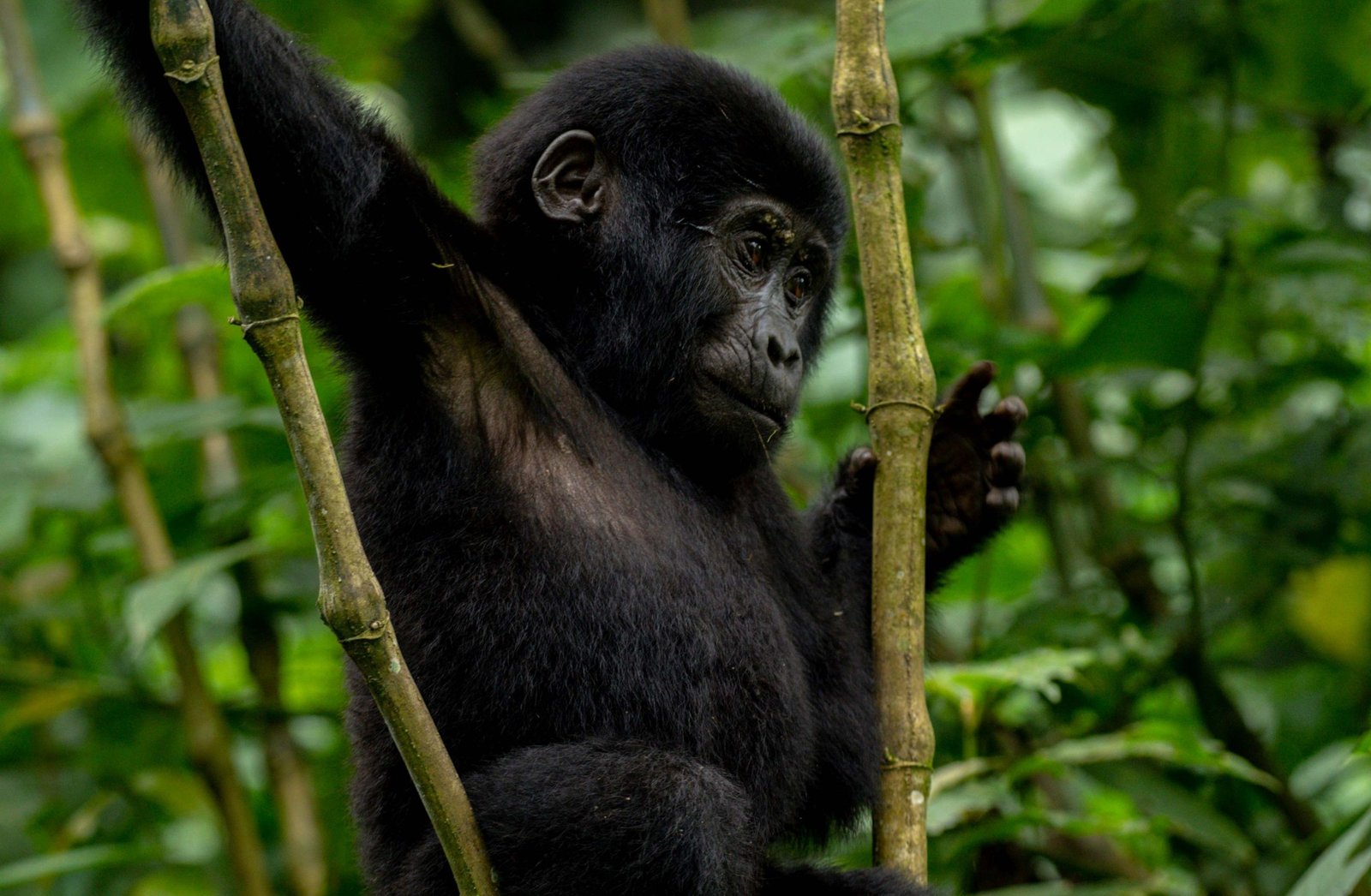 3 days gorilla trekking uganda