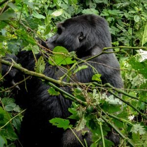 gorilla trekking uganda - 3 days