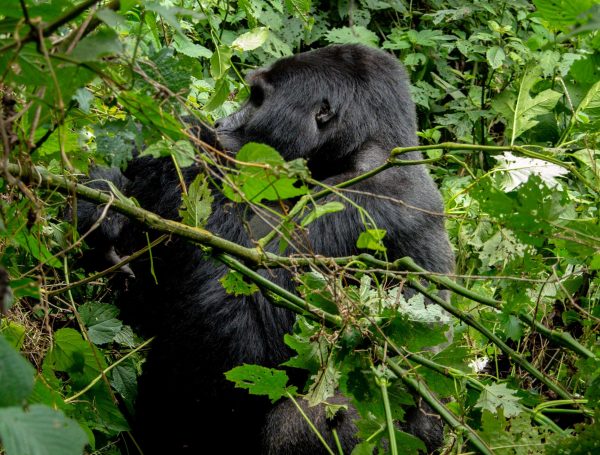 gorilla trekking 3 days