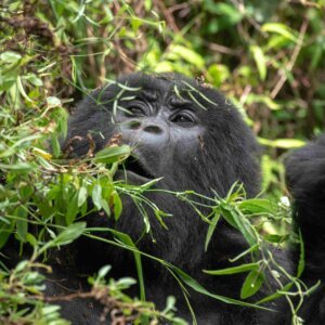 4 Day Uganda Gorilla Safari & Volcano Hiking Adventure