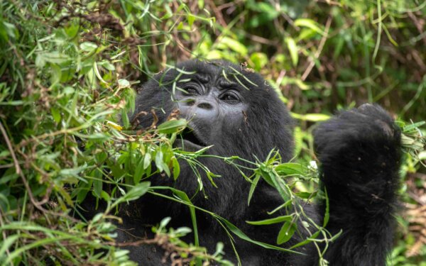 gorillas and volcano hiking scaled