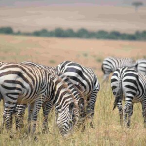 safaris and tours in uganda