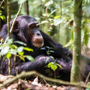 10 Day Uganda Safari Wildlife, Gorillas and Chimpanzees