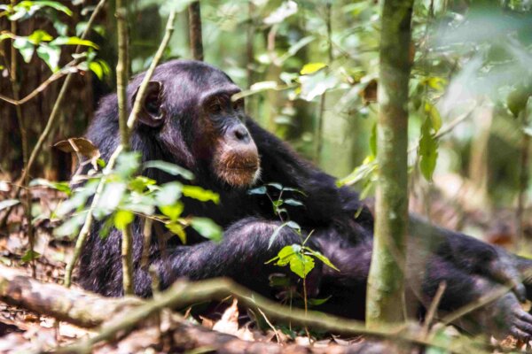 10 Day Uganda Safari Wildlife Gorillas and Chimpanzees scaled