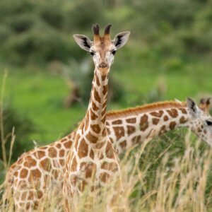 15 Day Uganda Safari, Adventure & Wildlife