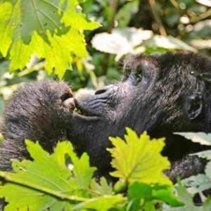 5 Day Gorillas, Lake Bunyonyi & Lake Mburo Uganda Safari