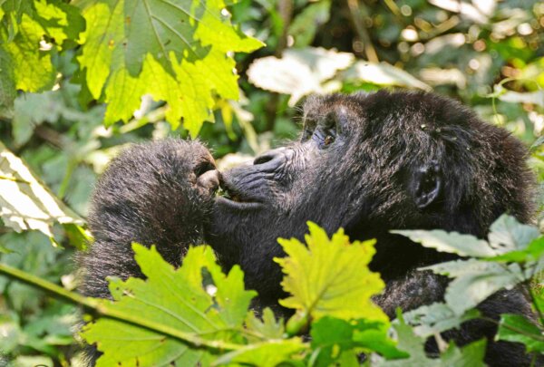 5 Day Gorillas Lake Bunyonyi Lake Mburo Uganda Safari scaled