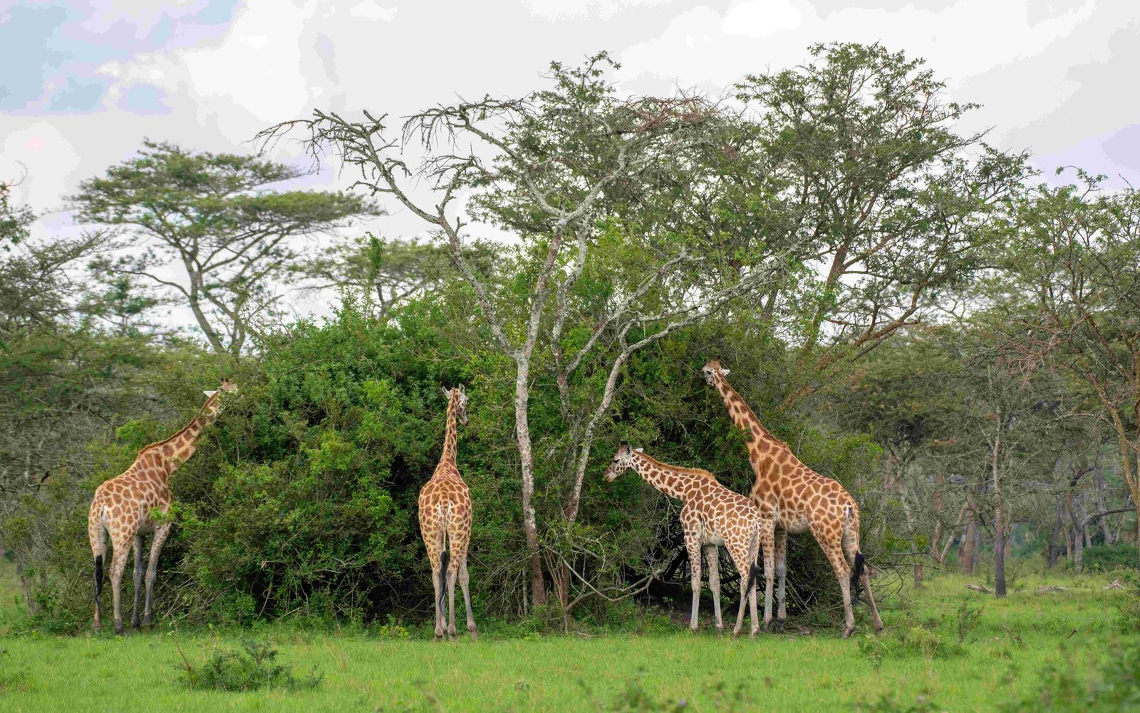 5 day uganda safari