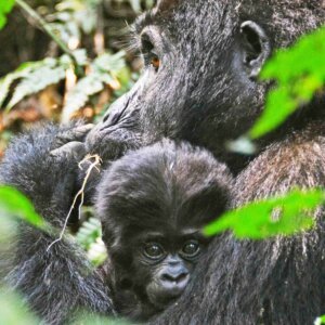 6 Day Double Gorilla Trek Uganda & Rwanda
