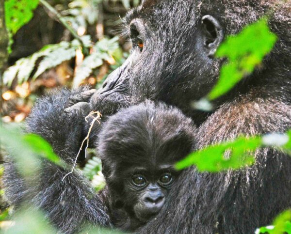 6 Day Double Gorilla Trek Uganda Rwanda scaled