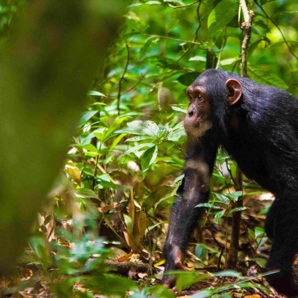 chimpanzee tracking Uganda