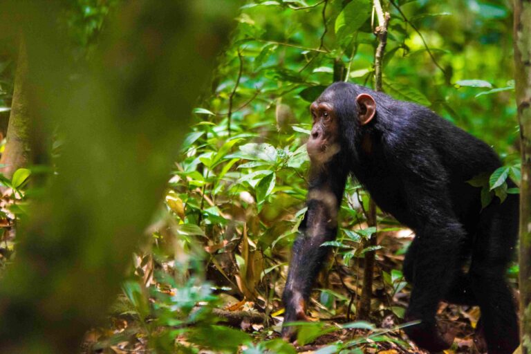 chimpanzee tracking Uganda scaled