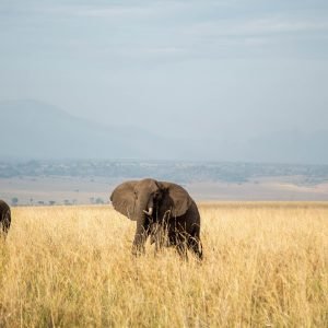safari tours uganda