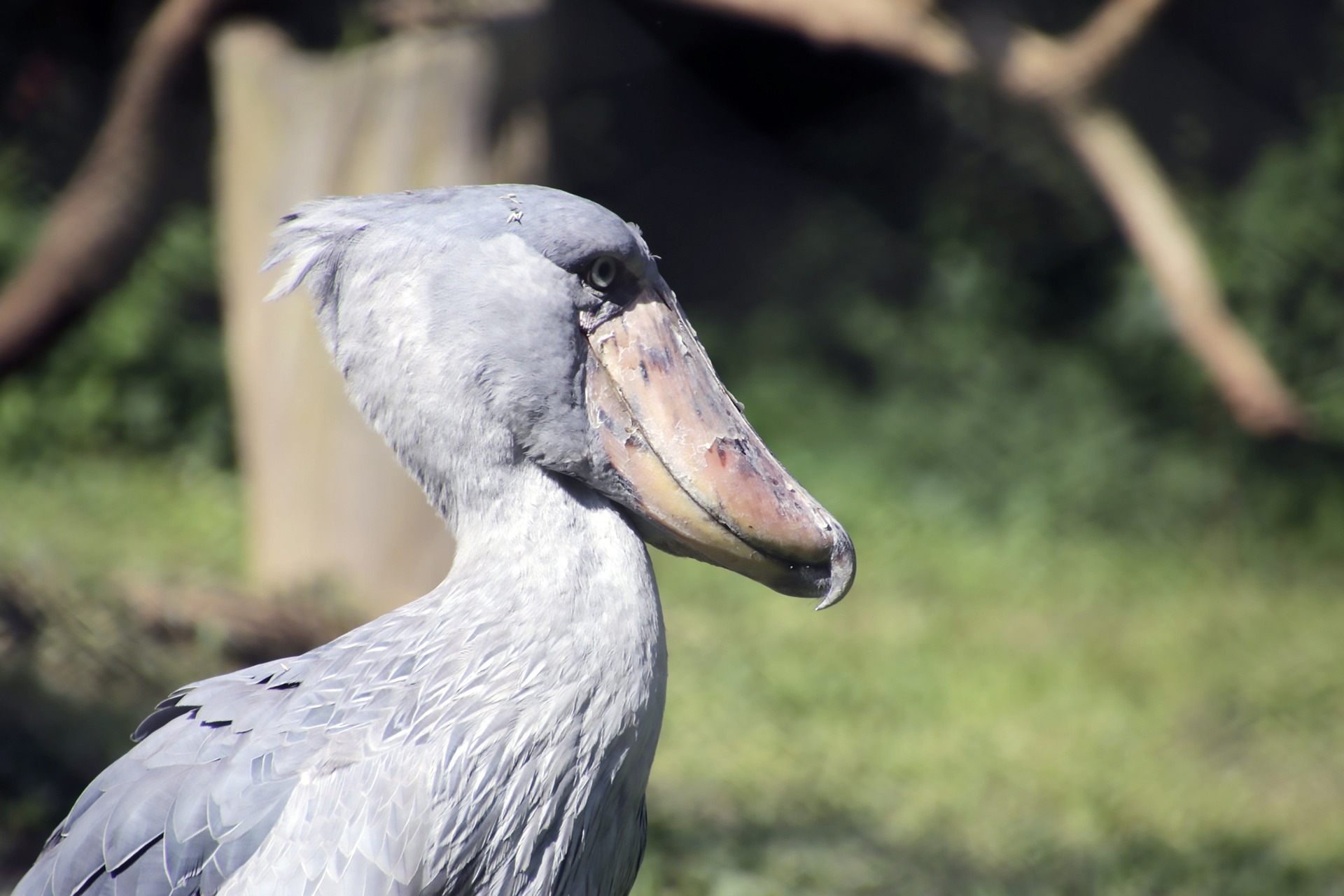 shoebill 6009566 1920