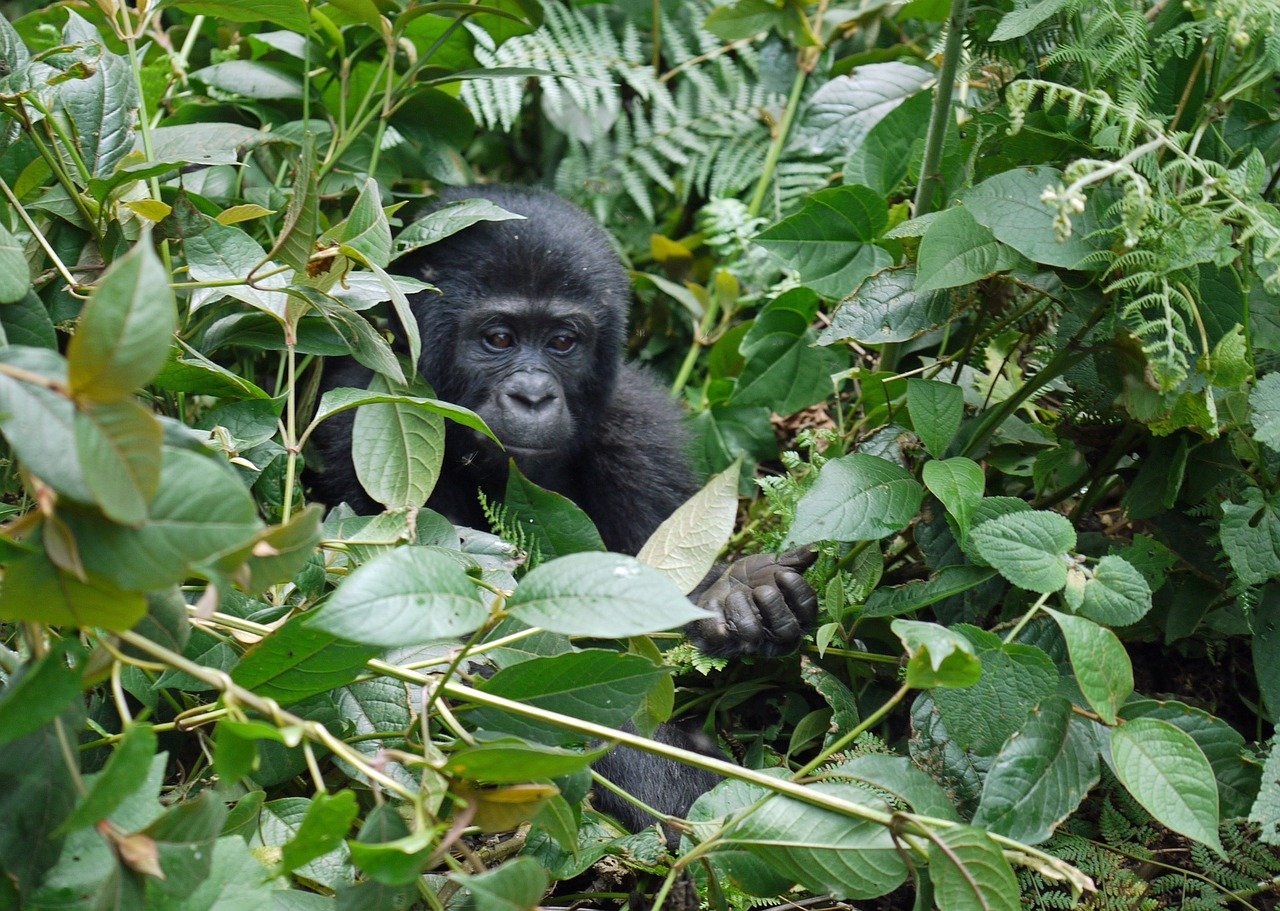 uganda gorilla safaris (2)