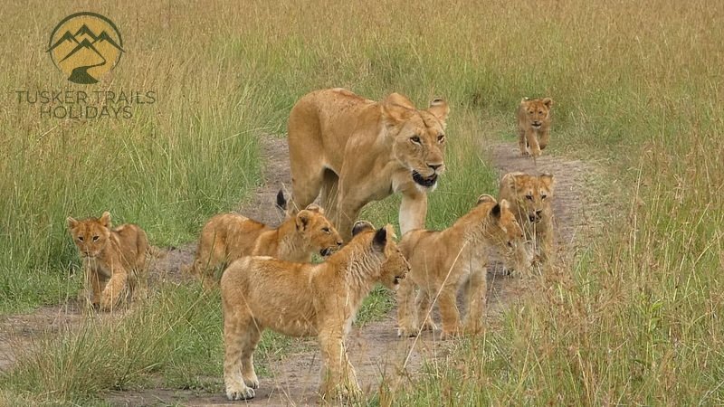 uganda safari tours (7)