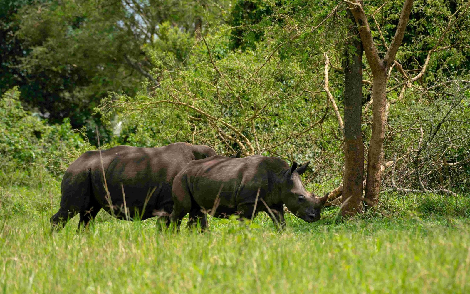 17 Day Ultimate Uganda Wildlife & Primates Safari