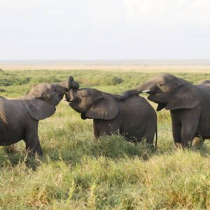 13 Day Best of Uganda & Kenya Safari