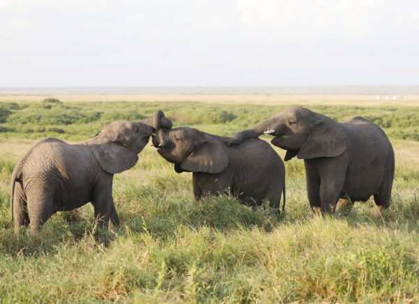 group elephants amboseli national park kenya africa 1