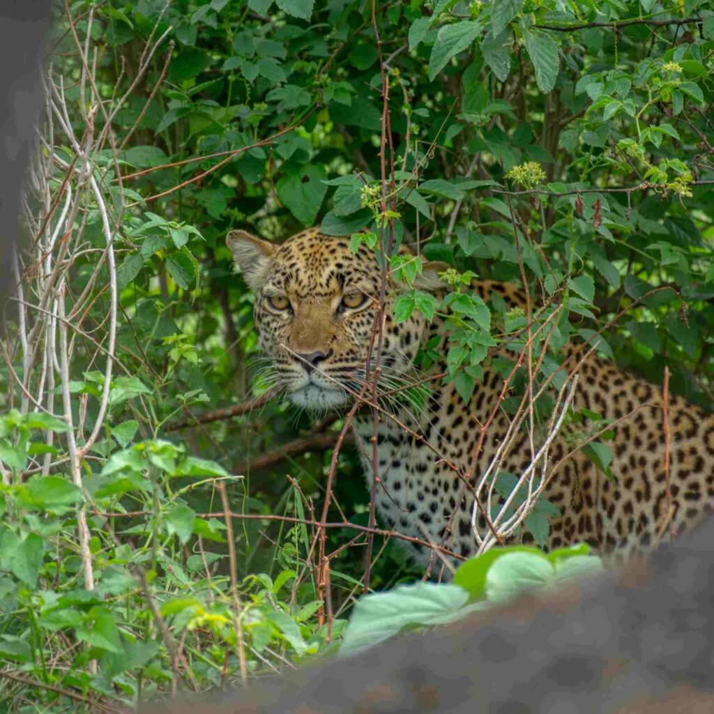 20 day uganda safari holiday scaled