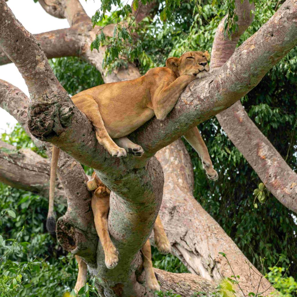 3 Day Queen Elizabeth National Park Safari 1 scaled