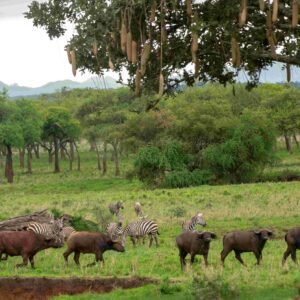 4 Day Kidepo Valley Safari