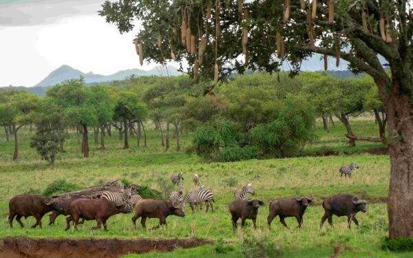 4 Days Kidepo Valley National Park Safari scaled