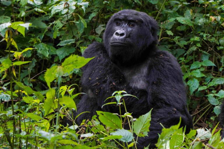 Mgahinga Gorilla National Park scaled