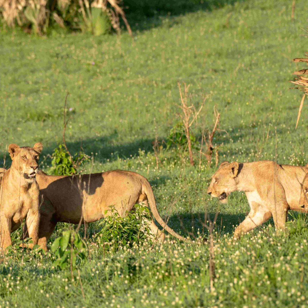 Murchison Falls National Park LIONS scaled