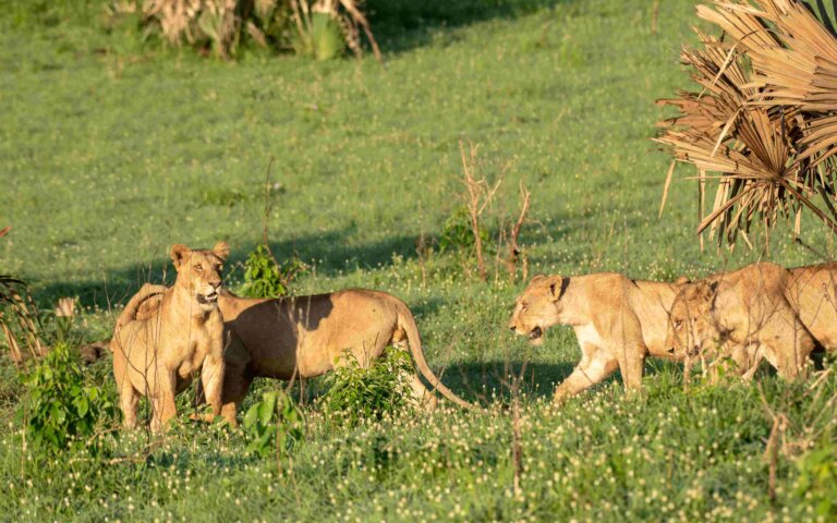 Murchison Falls National Park LIONS scaled