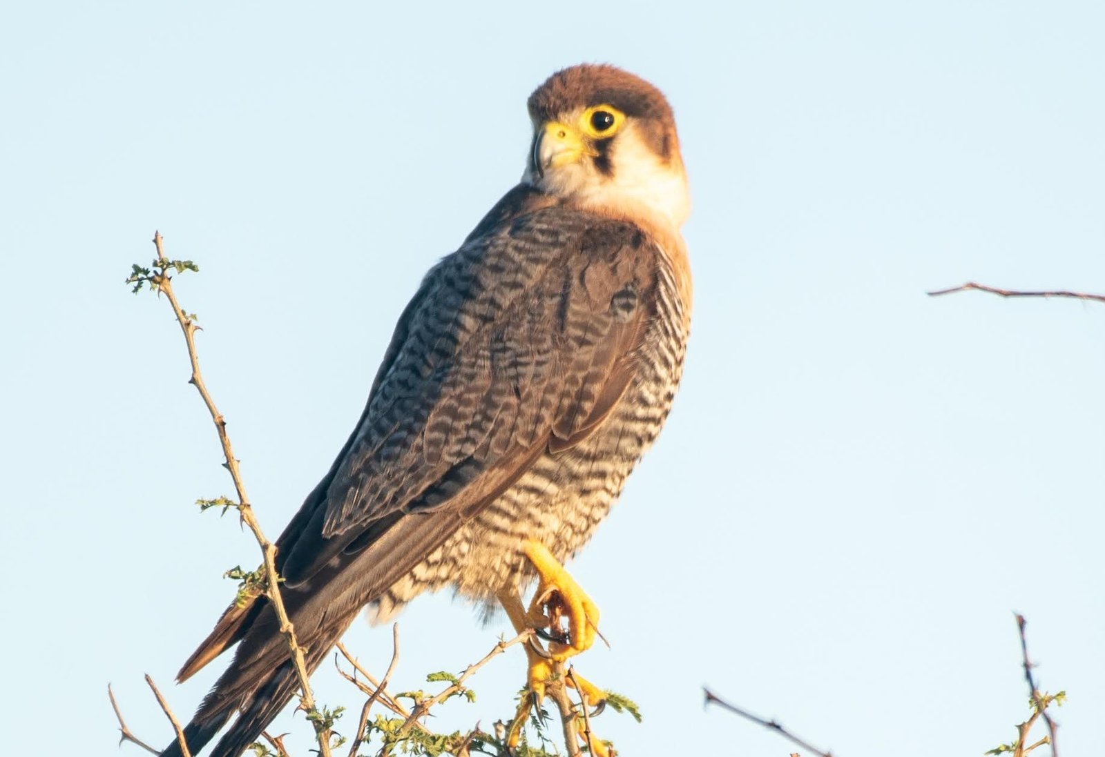 birding safaris uganda