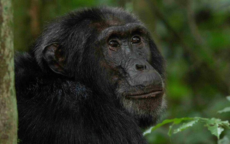 budongo chimps scaled