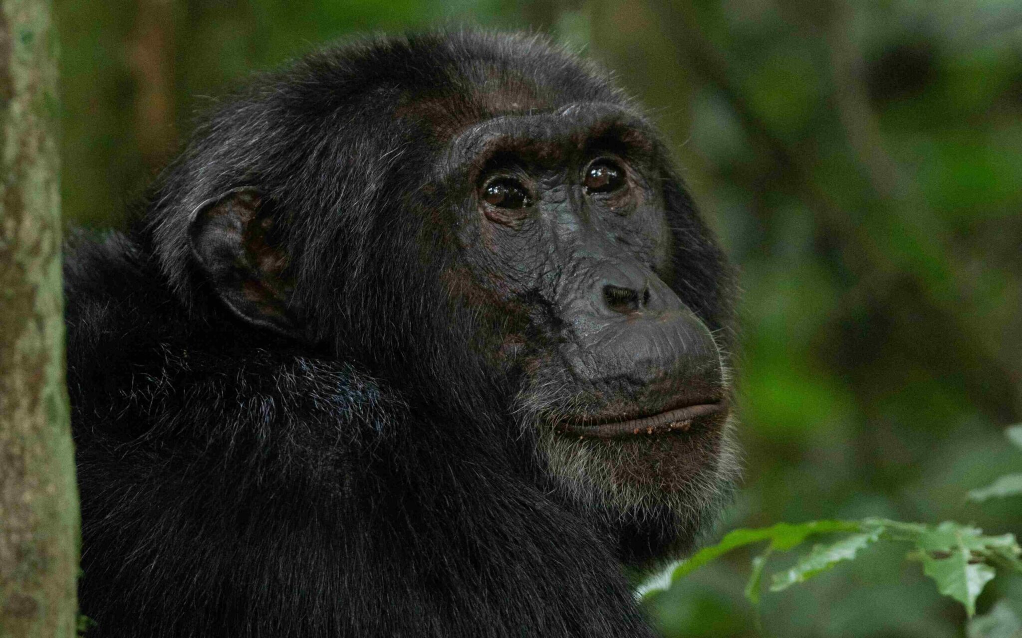 budongo chimps scaled
