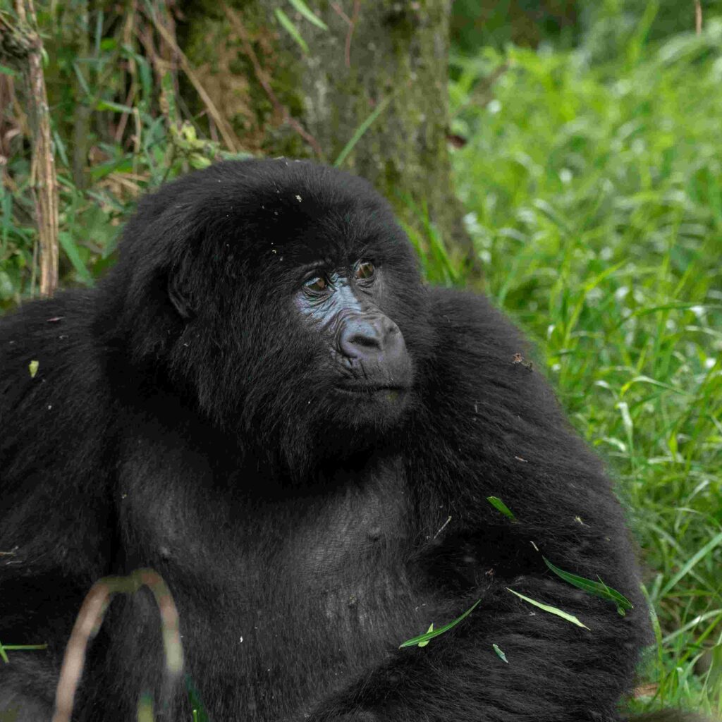 bwindi forest uganda scaled
