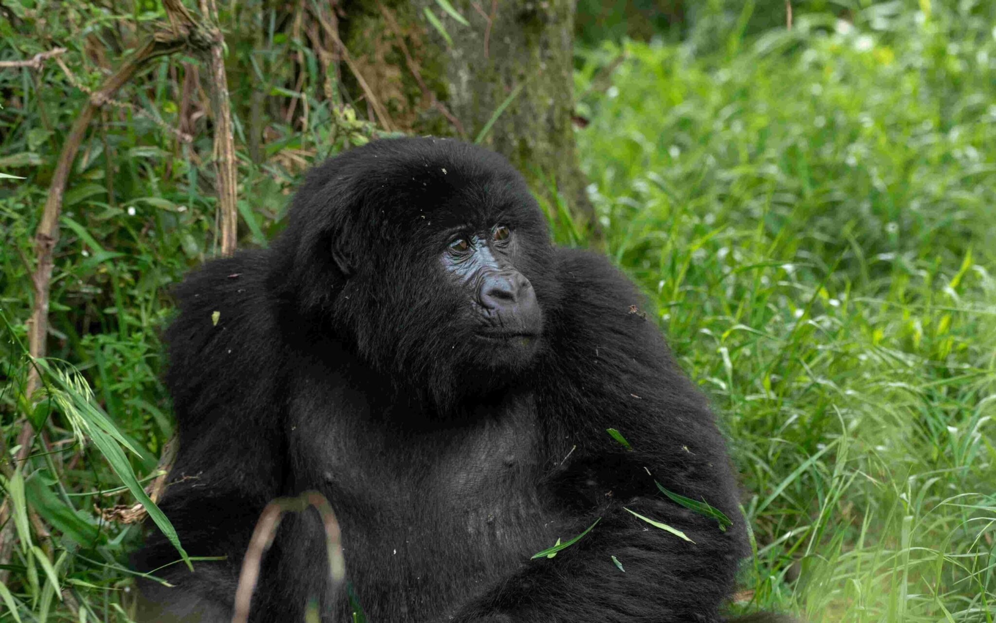 bwindi forest uganda scaled