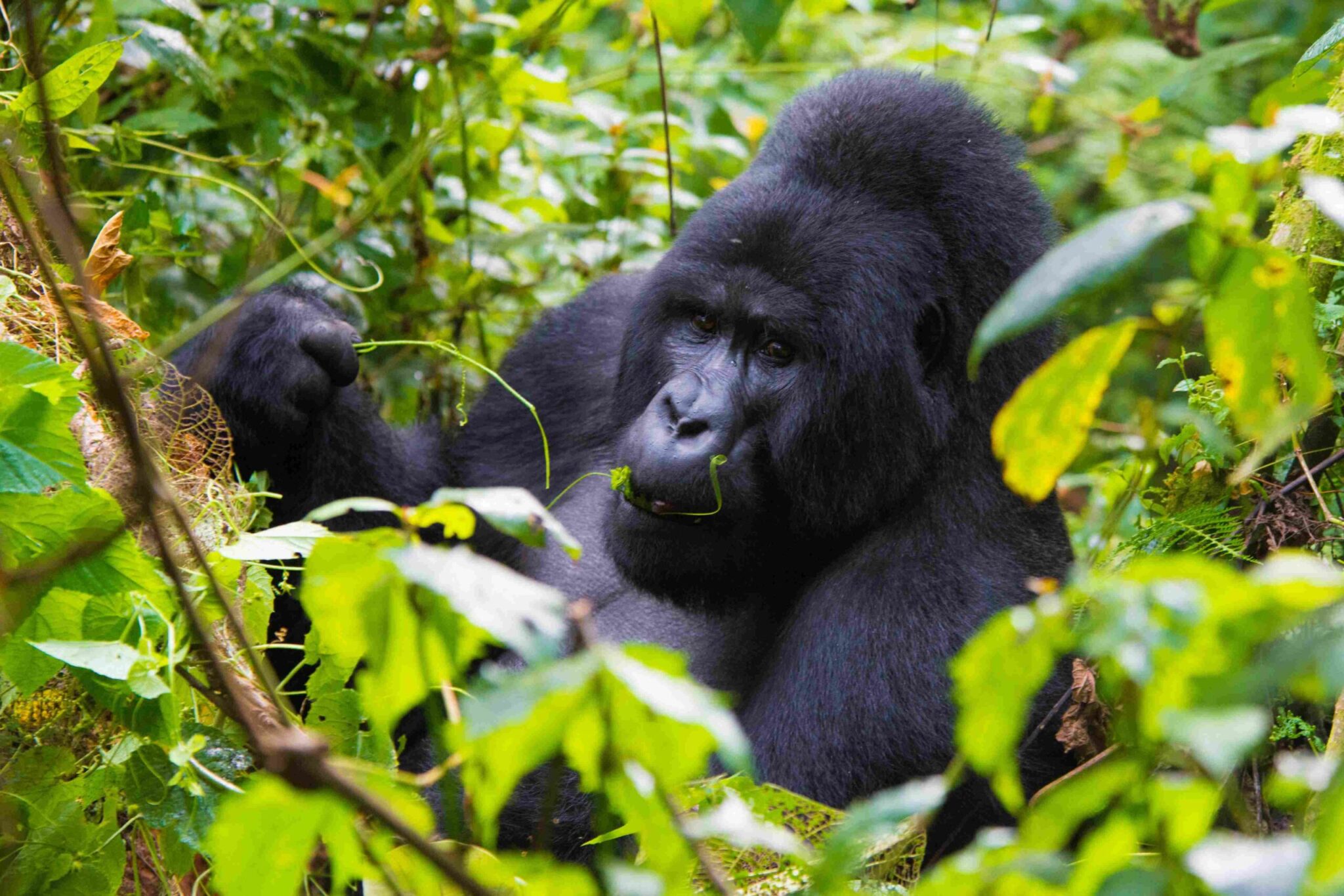 bwindi impenetrable forest national park 1 scaled