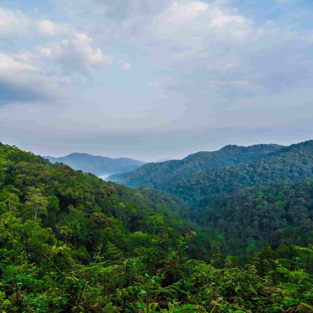 bwindi impenetrable forest national park scaled