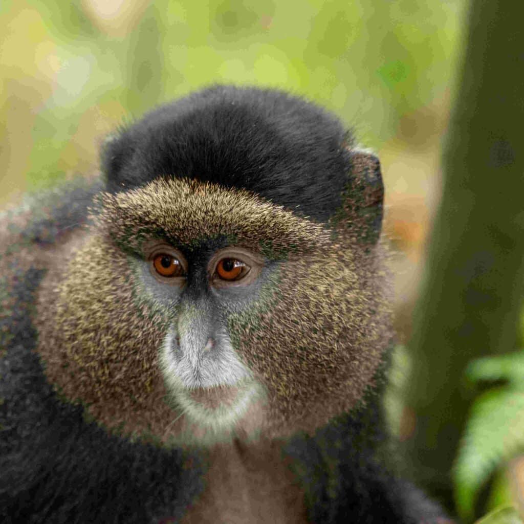golden monkey mgahinga Uganda scaled