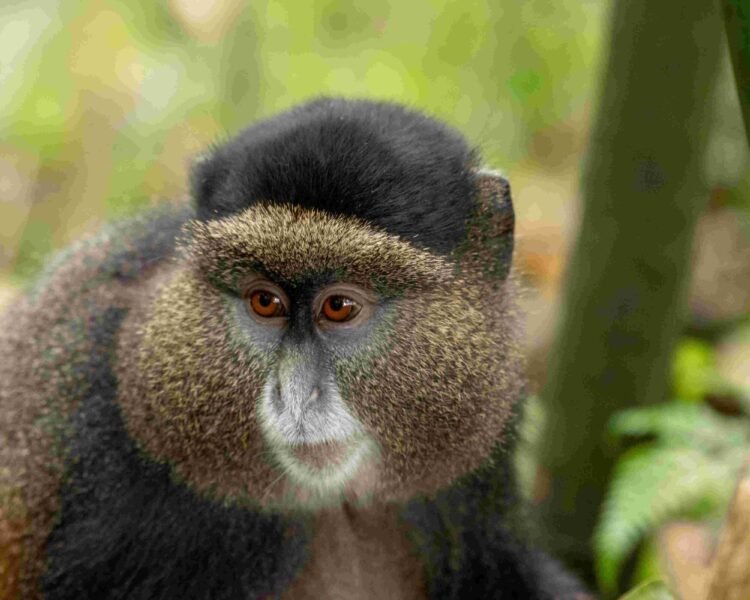 golden monkey mgahinga Uganda