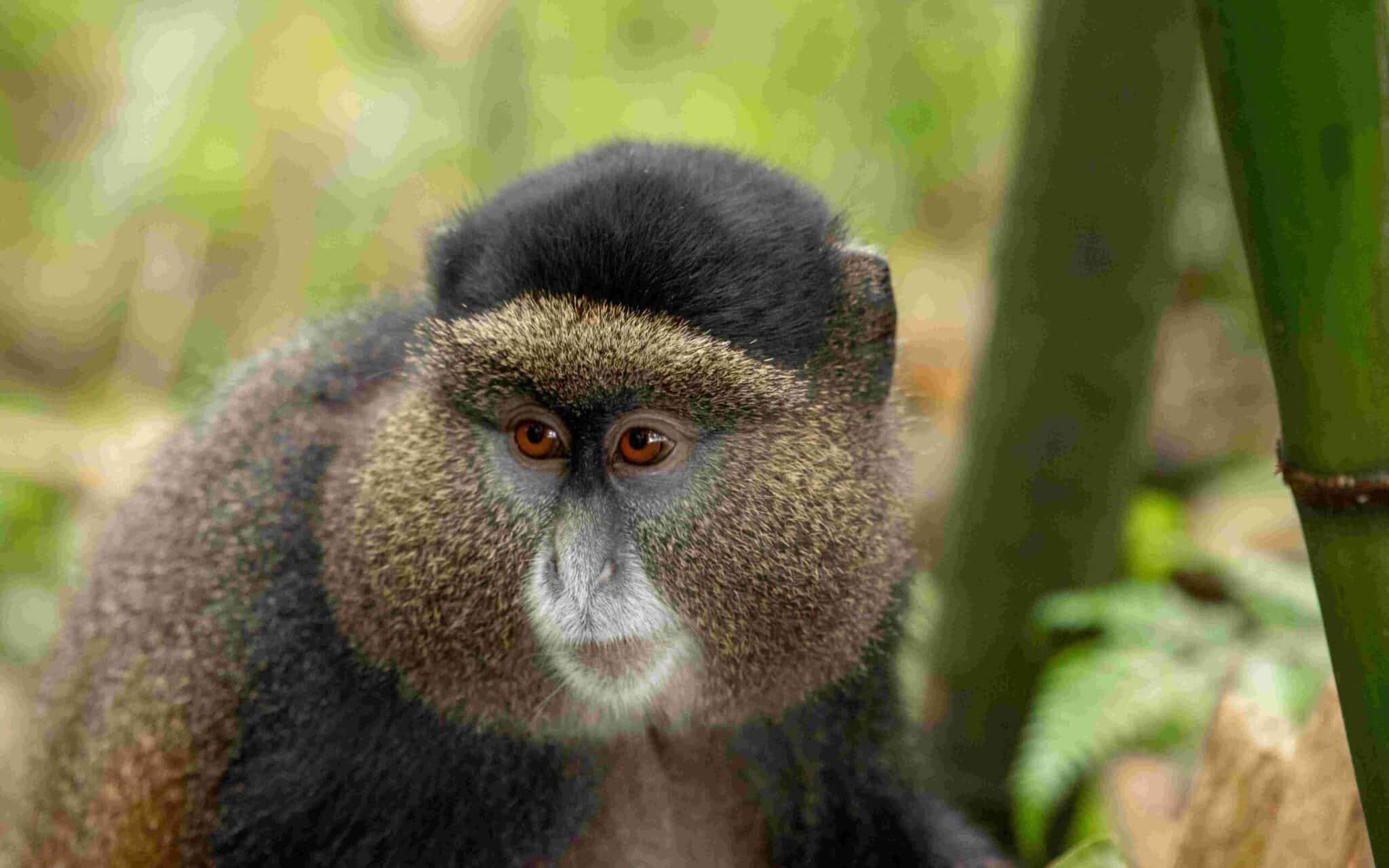 golden monkey mgahinga Uganda scaled