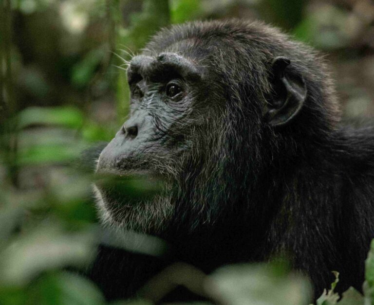 kibale chimpanzee trekking scaled
