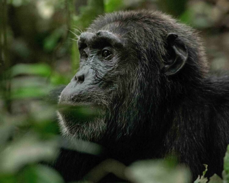 kibale-chimpanzee-trekking